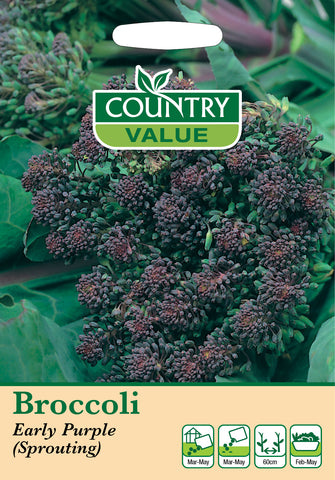 Broccoli - Early Purple (Spouting)