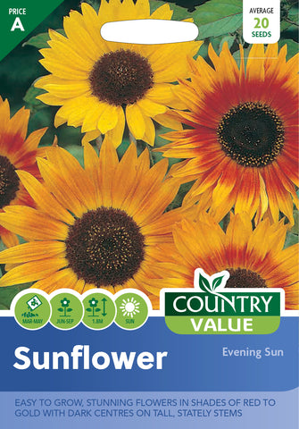 Sunflower - Evening Sun