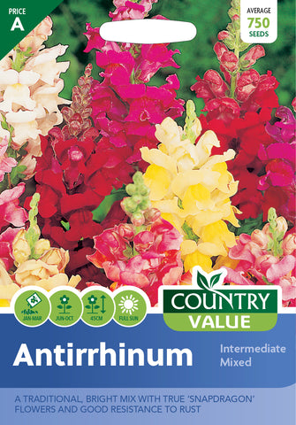 Antirrhinum – Intermediate Mixed