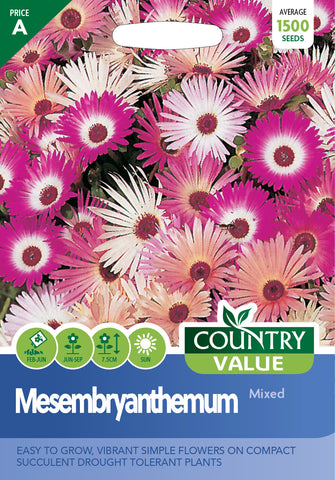Mesembryanthemum – Mixed