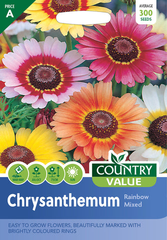 Chrysanthemum - Rainbow Mix