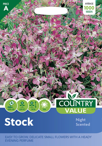 Stock – Night Scented