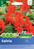 Salvia – Blaze of Fire