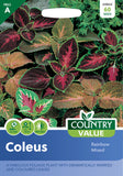 Coleus - Rainbow Mixed