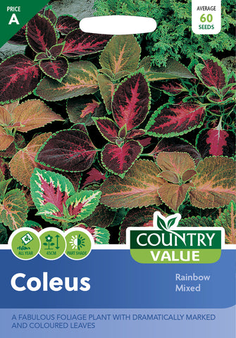 Coleus - Rainbow Mixed