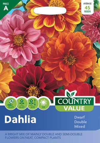 Dahlia – Dwarf Double Mixed