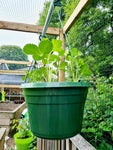 Hanging Baskets